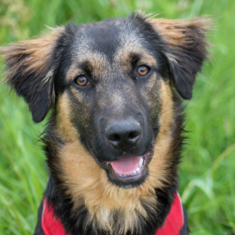 Koda profile