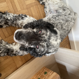 Frimousse profile