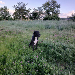 Balto profile