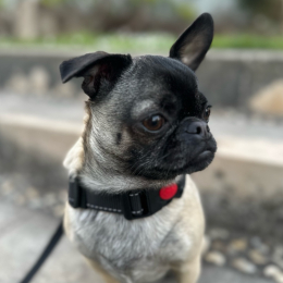 Aïko profile