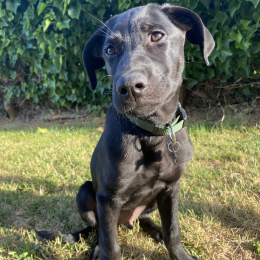 Loki profile