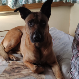 Belka profile