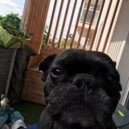 Gommies profile