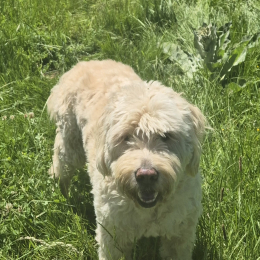 Hugo et blu profile