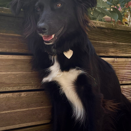 Tommy profile