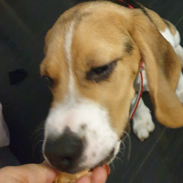 Beageul profile