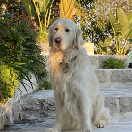 Lucky profile