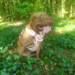 Lola profile