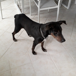 Laika profile