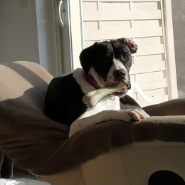 Izzie profile