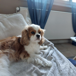 Rocky profile