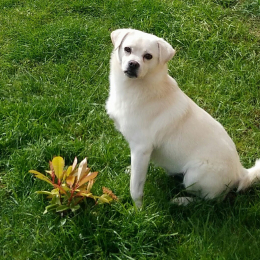 Doggo profile