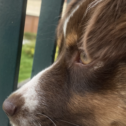 Vanille profile