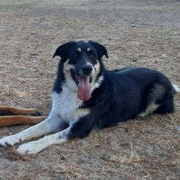 Orka profile