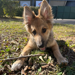 Tia profile