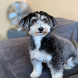 Choupette & balthazar profile