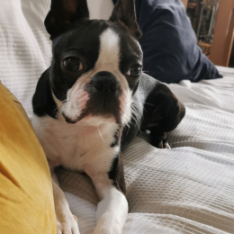 Fradet sophie profile