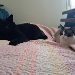 Massage et chouchana profile