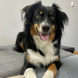 Skylar profile