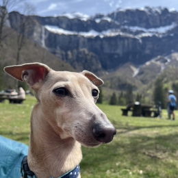 Nel profile
