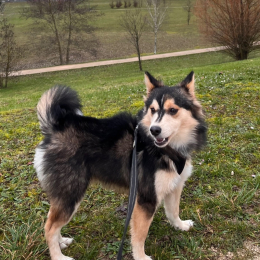 Tiago profile