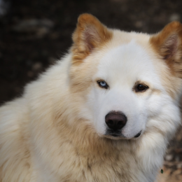 Yantar et askja profile