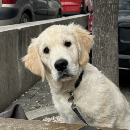 Milo profile