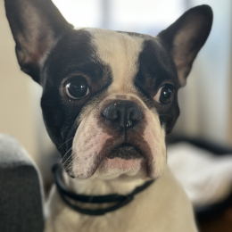 Phoenix profile
