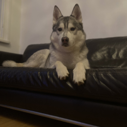 Baloo profile