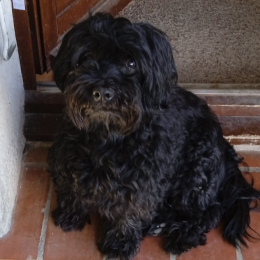 Zorro profile