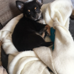 Pablo profile