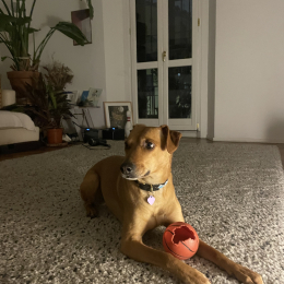 Simba profile