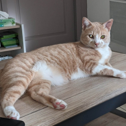 Lucie profile
