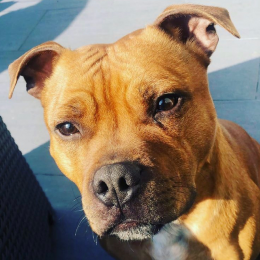 Narco profile