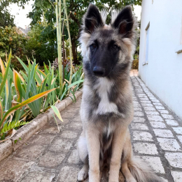Suki profile