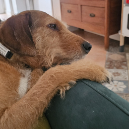 Olga profile