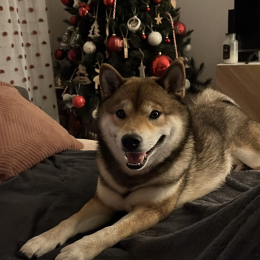 Reïko profile