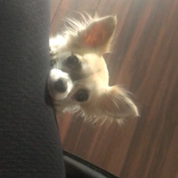 Cookie profile