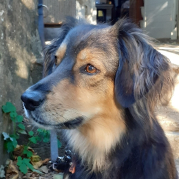 Bella profile