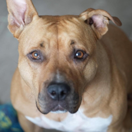 Nikita profile