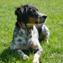 Kouzmine-karavaïeff profile