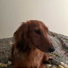 Honey profile