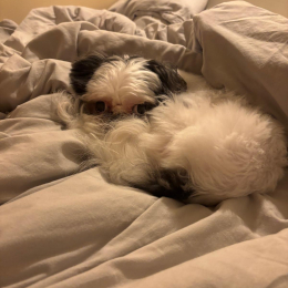 Pongo profile
