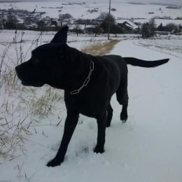 Gaston profile