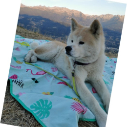 Kitsu profile
