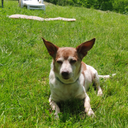 Fiocco profile