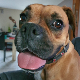 Doggo profile
