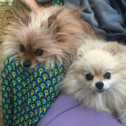 Pippa et poomy profile