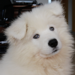 Púca profile