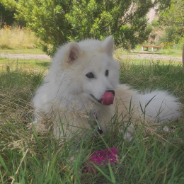 Doggo profile